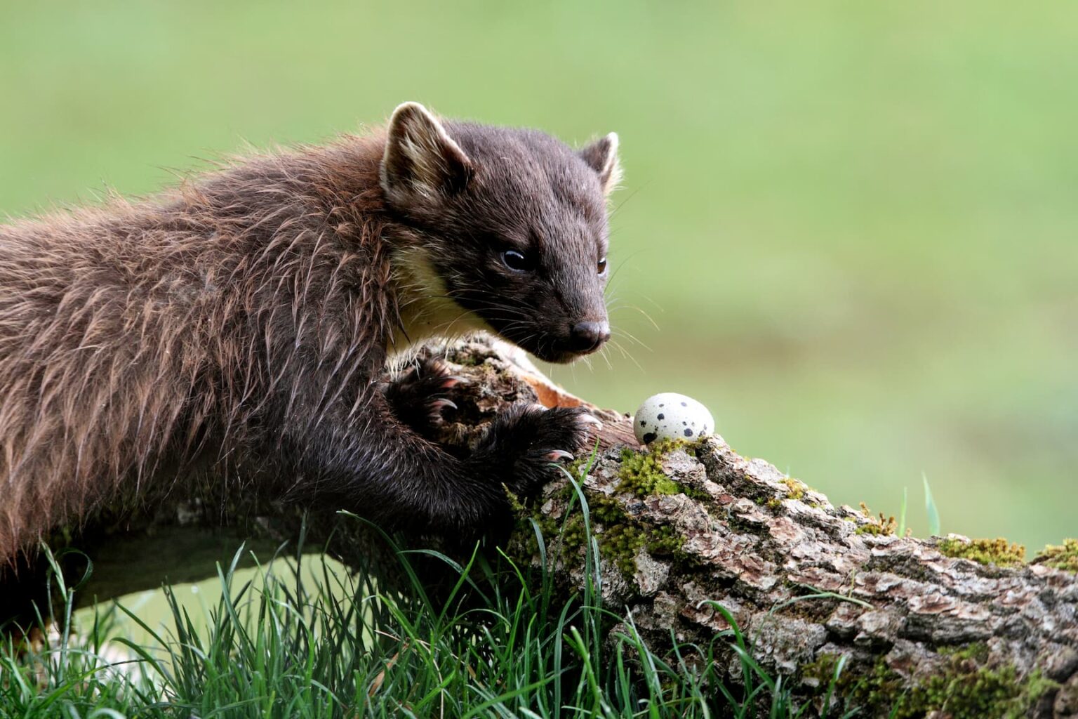 pine-marten-early-morning-martes-martes-vertebrates-marten-martes-mammals
